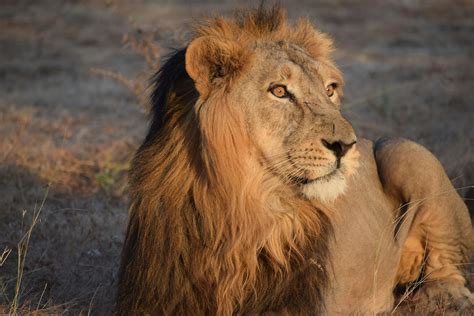 Majestic African Lion in Natural HabitatFree Stock Photo
