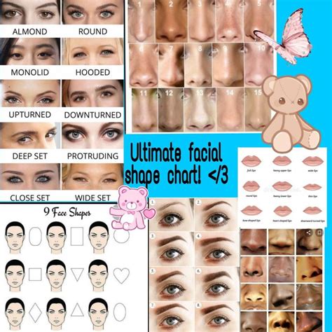 face shape chart foe artists shape chart face shape chart face shapes