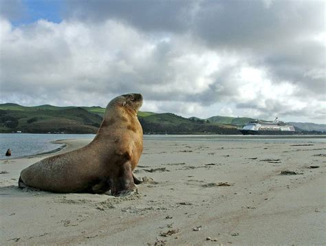 Otago Peninsula Wildlife : Elm Wildlife Tours - Otago Peninsula ...