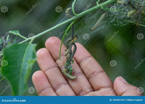 Ermine Moth Caterpillars In The Cocoon Stage Of Their Life Cycle Stock Photo | CartoonDealer.com ...