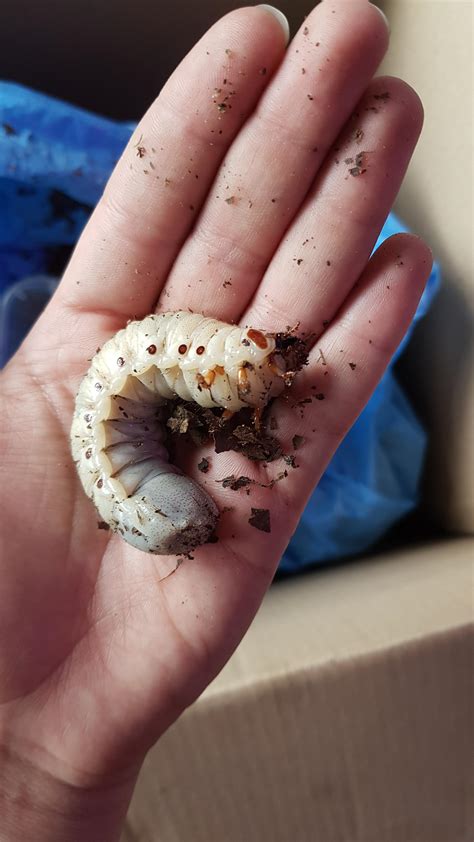 what soil would you recommend for adult beetles? in particular