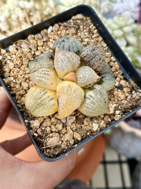 rare succulents haworthia splendens natalie variegated