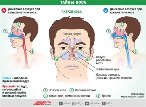 Тайны носа. Почему при насморке нельзя использовать сосудосуживающие ...