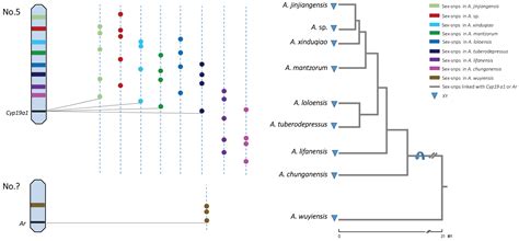 Heterogeneous Evolution of Sex Chromosomes in the Torrent Frog Genus