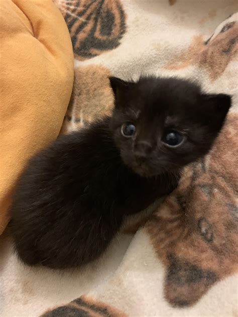 Tiny black kitten we found in a puddle after a storm. She was a week