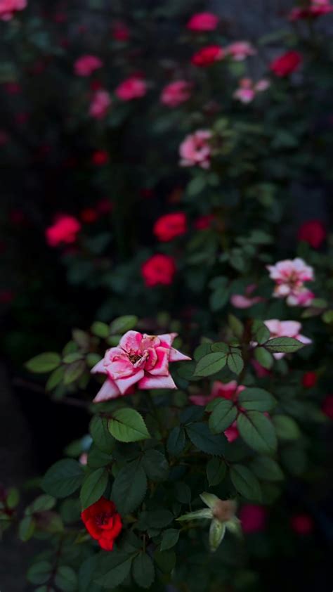 Pron Video Videos, Download The BEST Free 4k Stock Video Footage & Pron