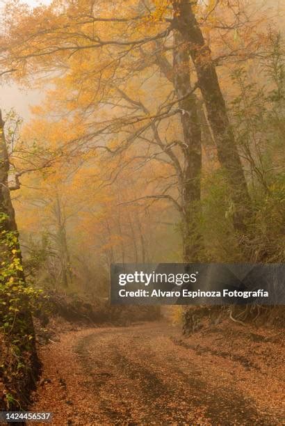 Conguillío National Park Photos and Premium High Res Pictures - Getty ...