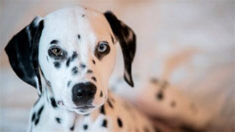 Hunde mit blauen Augen: Farbpigmentierung und Gendefekte