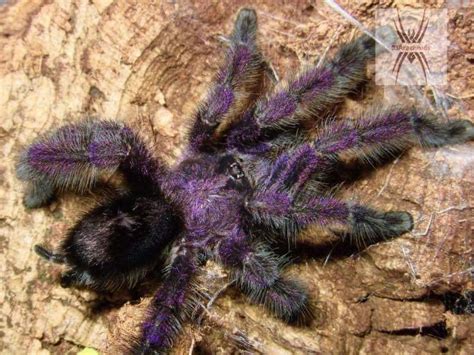 Avicularia purpurea | KF Invertebrates