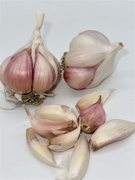 Silverskin Knoblauch - Anbauen und Ernten von Knoblauch