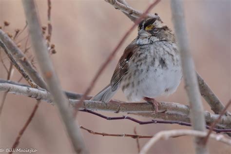 White-throated Sparrow - FeederWatch