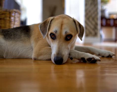 Dog In Heat Keeps Whining at Laurence Drake blog