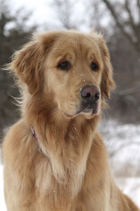 How To Groom A Golden Retriever Puppy References
