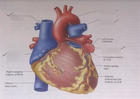 Anatomy Heart Coronary Arteries Diagram | Quizlet