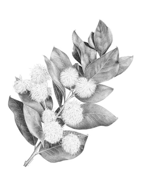 Joanna Thomas💚 Botanical Artist (@joannathomas_art) • Instagram photos