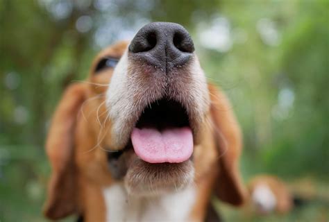 10 Types of Unhealthy Dog Noses and What They Mean | PawLeaks