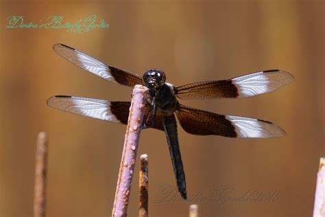 Black Dragonfly With White Wing Tips at Shawn Peter blog