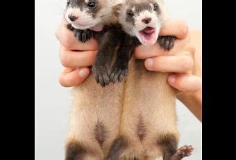 Ferret Care Tips: How To Properly Care For Your Ferret - Paperblog