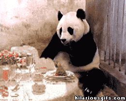 Eating Out Panda GIF - Find & Share on GIPHY