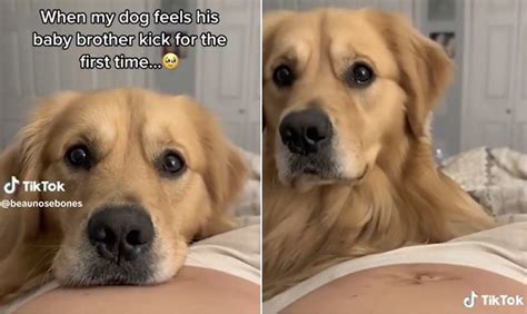 O Cachorro Sente Quando A Dona Vai Ganhar Bebê - Cão sente bebê mexer na barriga da dona e vídeo viraliza