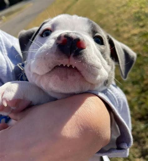 The Importance of Dental Care for Dogs - ilovedogscute.com