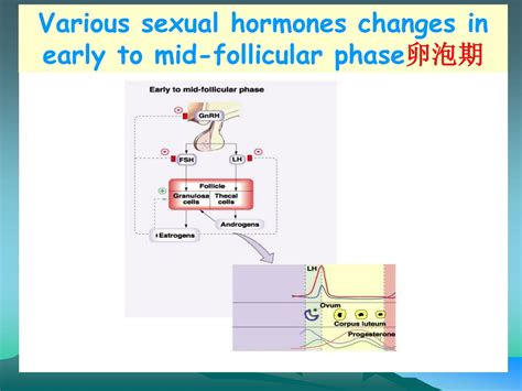 PPT - Chapter 12 R eproductive P hysiology PowerPoint Presentation