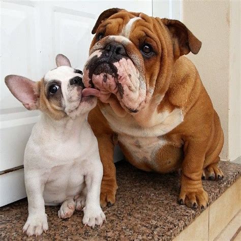 How Much Are French And English Bulldog Puppies