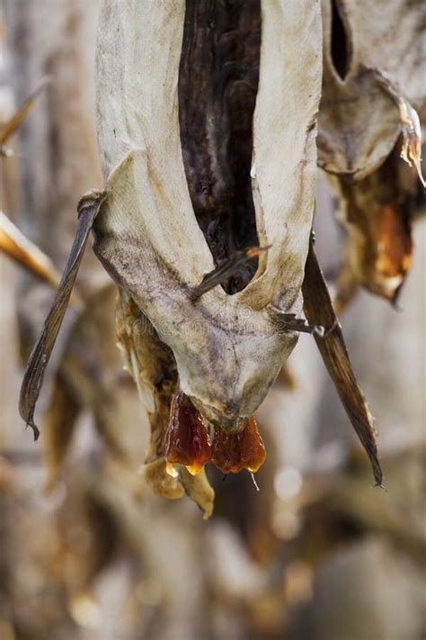 Cod stockfish stock photo. Image of fishery, closeup - 12366240