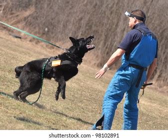 Police Dog Training Stock Photo 98102891 | Shutterstock