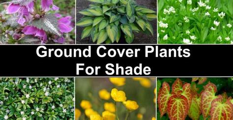 18 Ground Cover Plants for Shade (With Pictures) - Identification