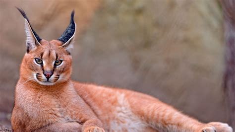 Породы кошек с кисточками на ушах (30 фото): названия больших пород ...