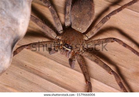 Huntsman Spider Sparassidae Rainforest Habitat Stock Photo 1579666006 ...