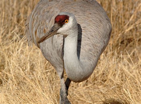 About the Arizona Game & Fish - Arizona Game & Fish Department