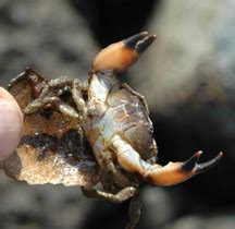 Black-clawed Crab: Lophopanopeus bellus