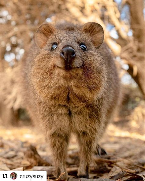 90 Cute Australian Animal Quokka | Noviyandipainter