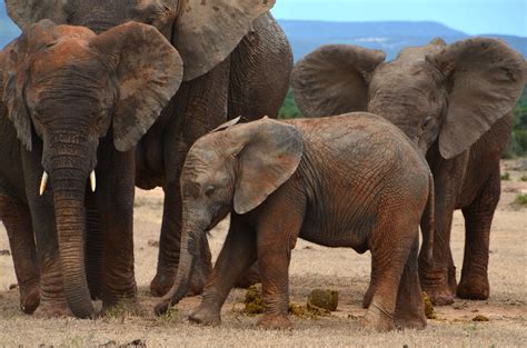 african bush elephant, animals, bush, calf, ears, elephant, elephant ...