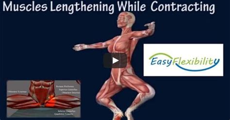 Grand Plie Muscle Anatomy Animation – EasyFlexibility