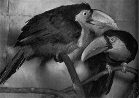 Семейство туканов (Ramphastidae) [1974 Ганзак Ян - Иллюстрированная ...