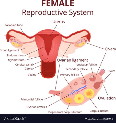 Female reproductive system Royalty Free Vector Image