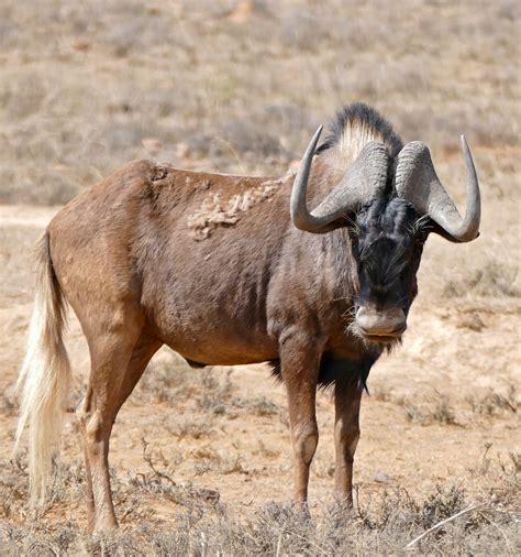 Black Wildebeest Fact Sheet - C.S.W.D