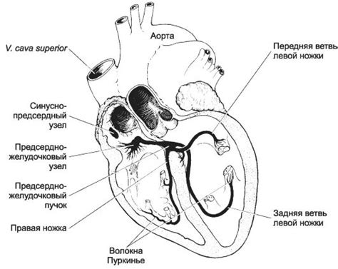 Рис. 10-14. Проводящая система сердца. Импульсы генерируются в синусно ...