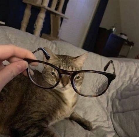 Roundup Of Cursed Cat Images For Those Who Want To Feel Mildly Strange ...