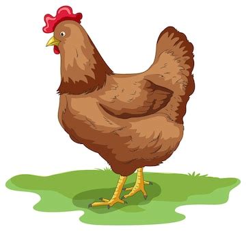 manok drawing
