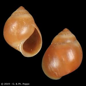 assimineidae  sale conchology