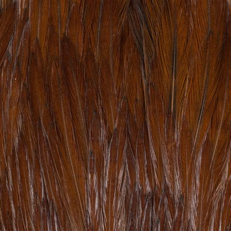 rooster neck prime orlando outfitters