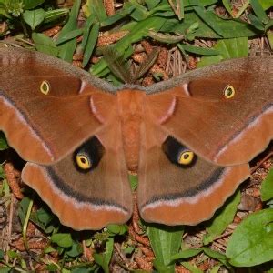 Antheraea polyphemus - Facts, Diet, Habitat & Pictures on Animalia.bio