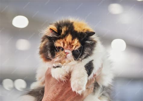 premium photo tricolor persian cat   hands   owner