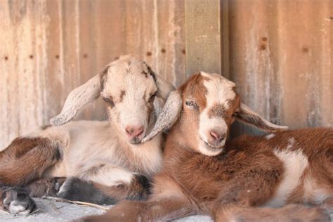 Two baby goats cuddle. stock photo. Image of goats, cuddle - 104163488