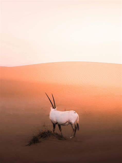 White antelope from genus of oryx in desert · Free Stock Photo