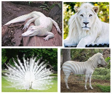 Albino Animals : r/interestingasfuck